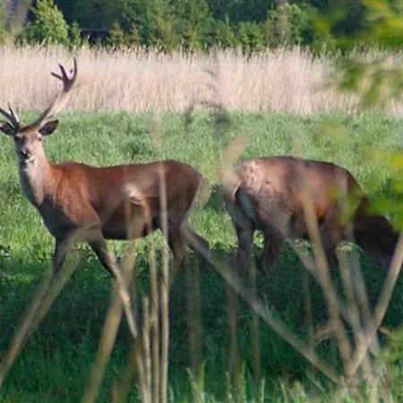 Freesenkietz, Fw 24 *